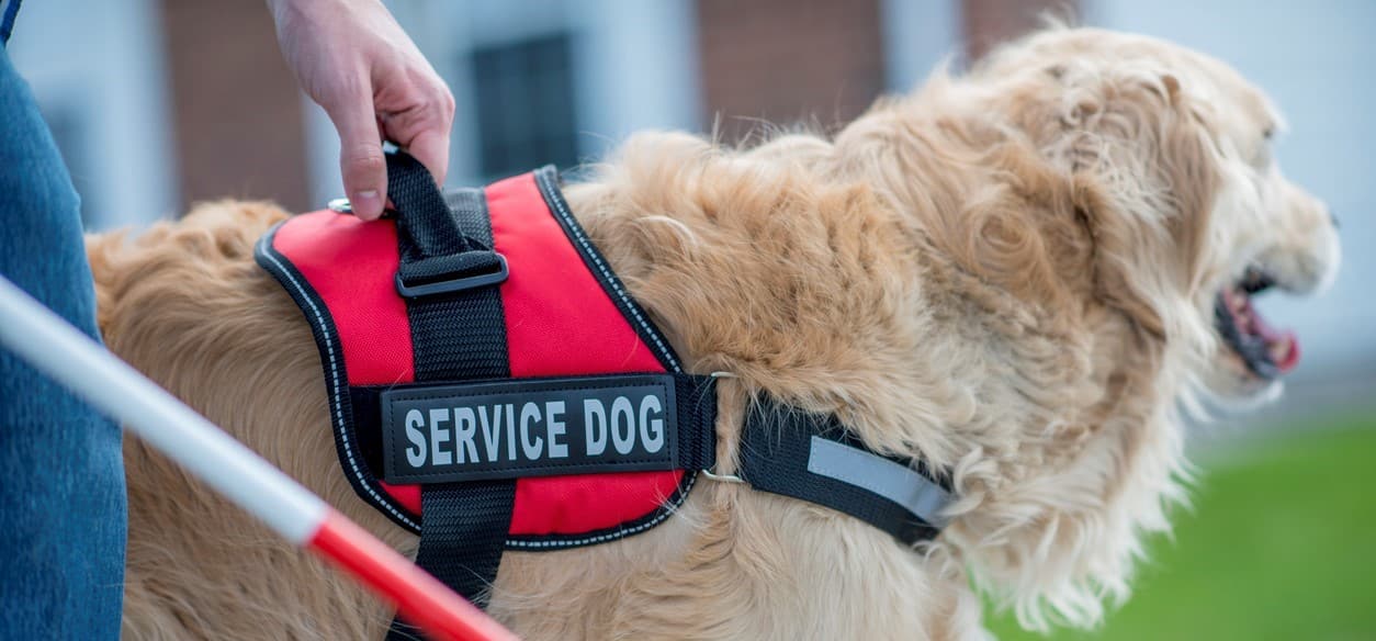 Emotional Support Animals in the Workplace and the ADA J